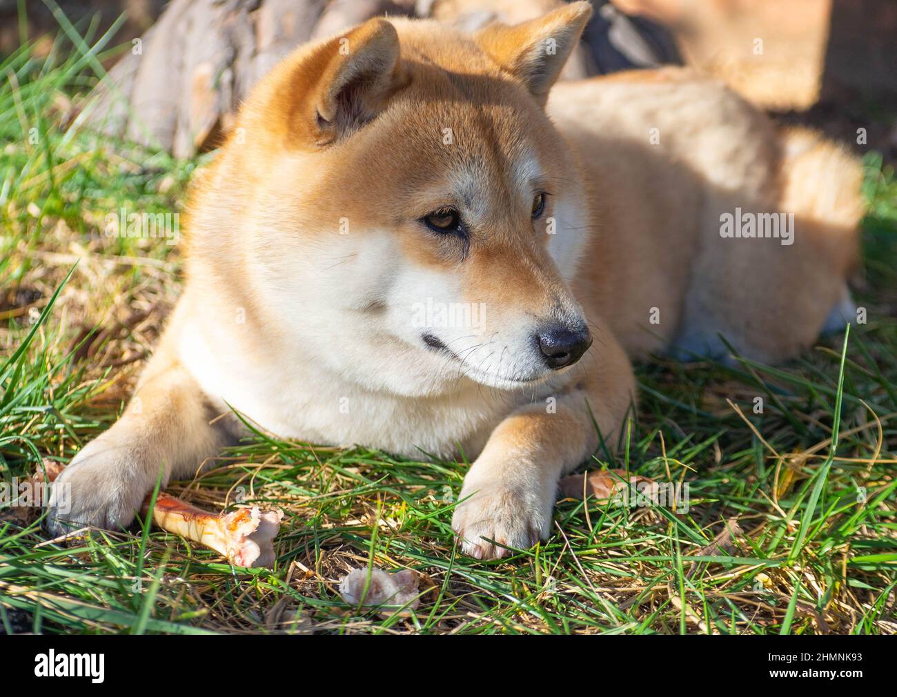 Le chiot Shiba Inu ressemble à un petit renard Banque D'Images