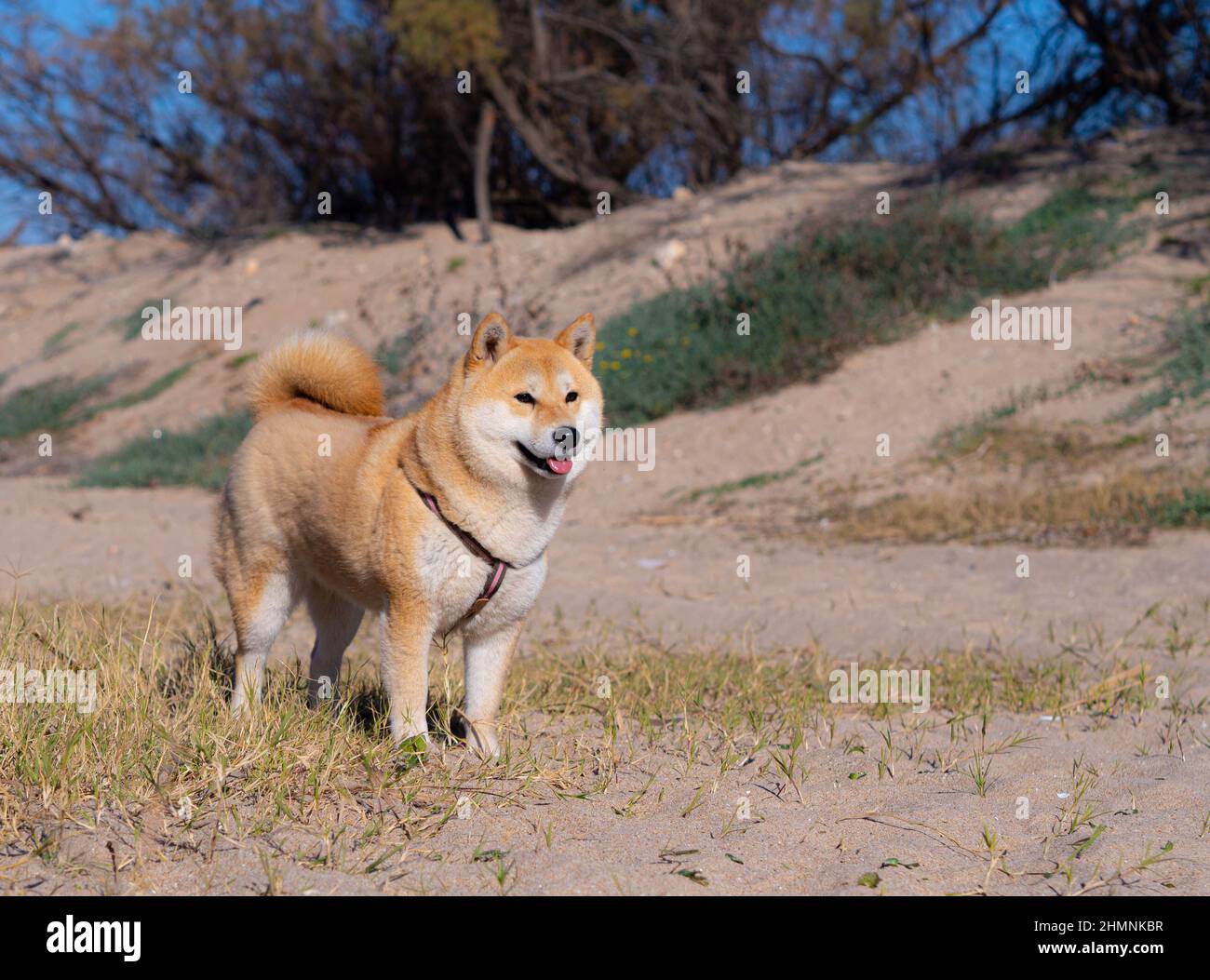 Le chiot Shiba Inu ressemble à un petit renard Banque D'Images