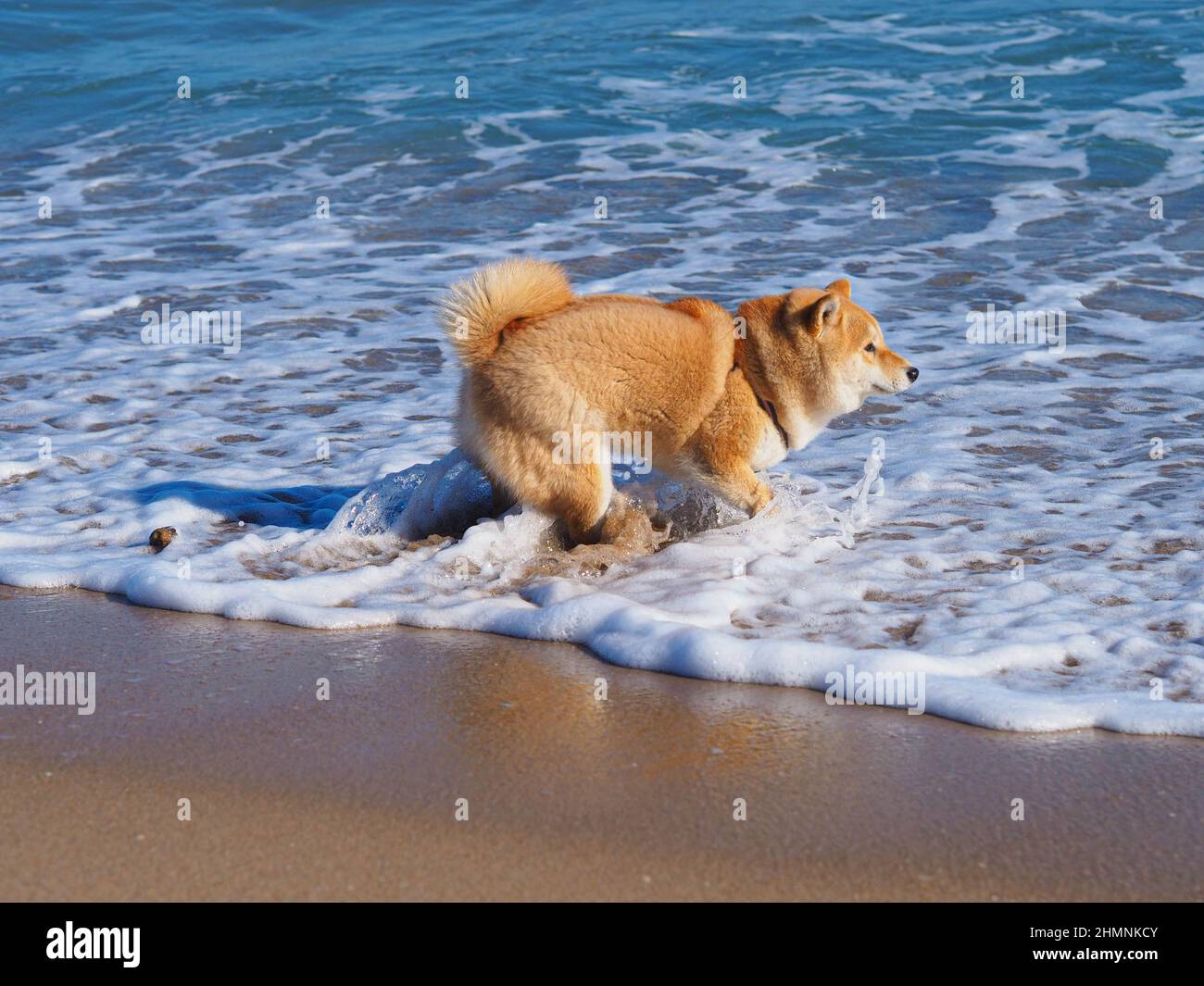 Le chiot Shiba Inu ressemble à un petit renard Banque D'Images