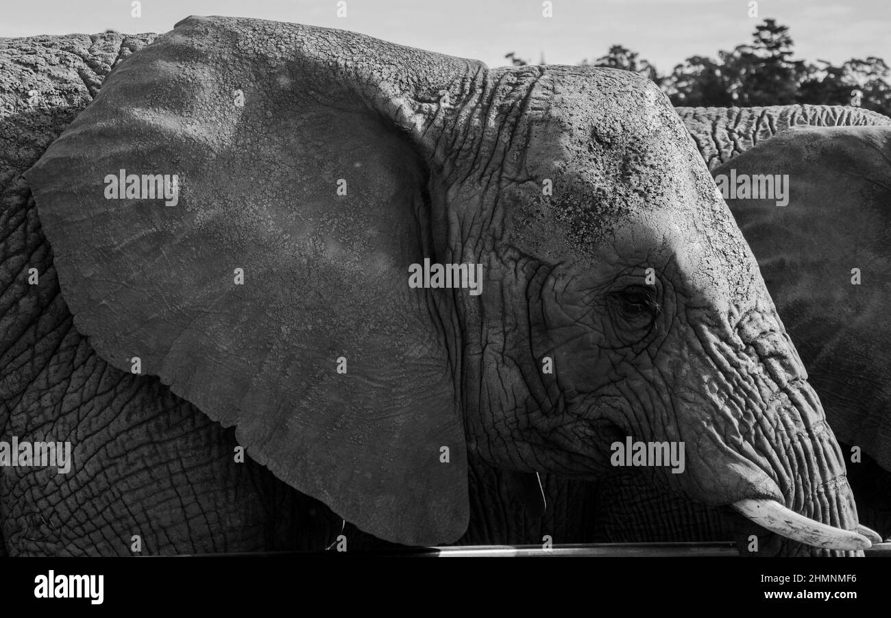 éléphant Banque D'Images