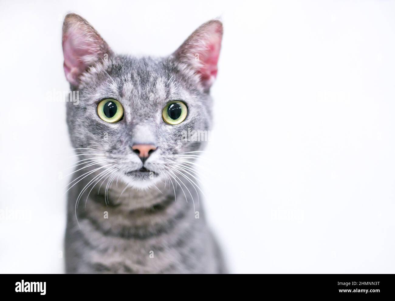 Pupilles Dilatees Banque De Photographies Et D Images A Haute Resolution Alamy Pupilles Dilatees Banque De Photographies Et D Images A Haute Resolution Alamy