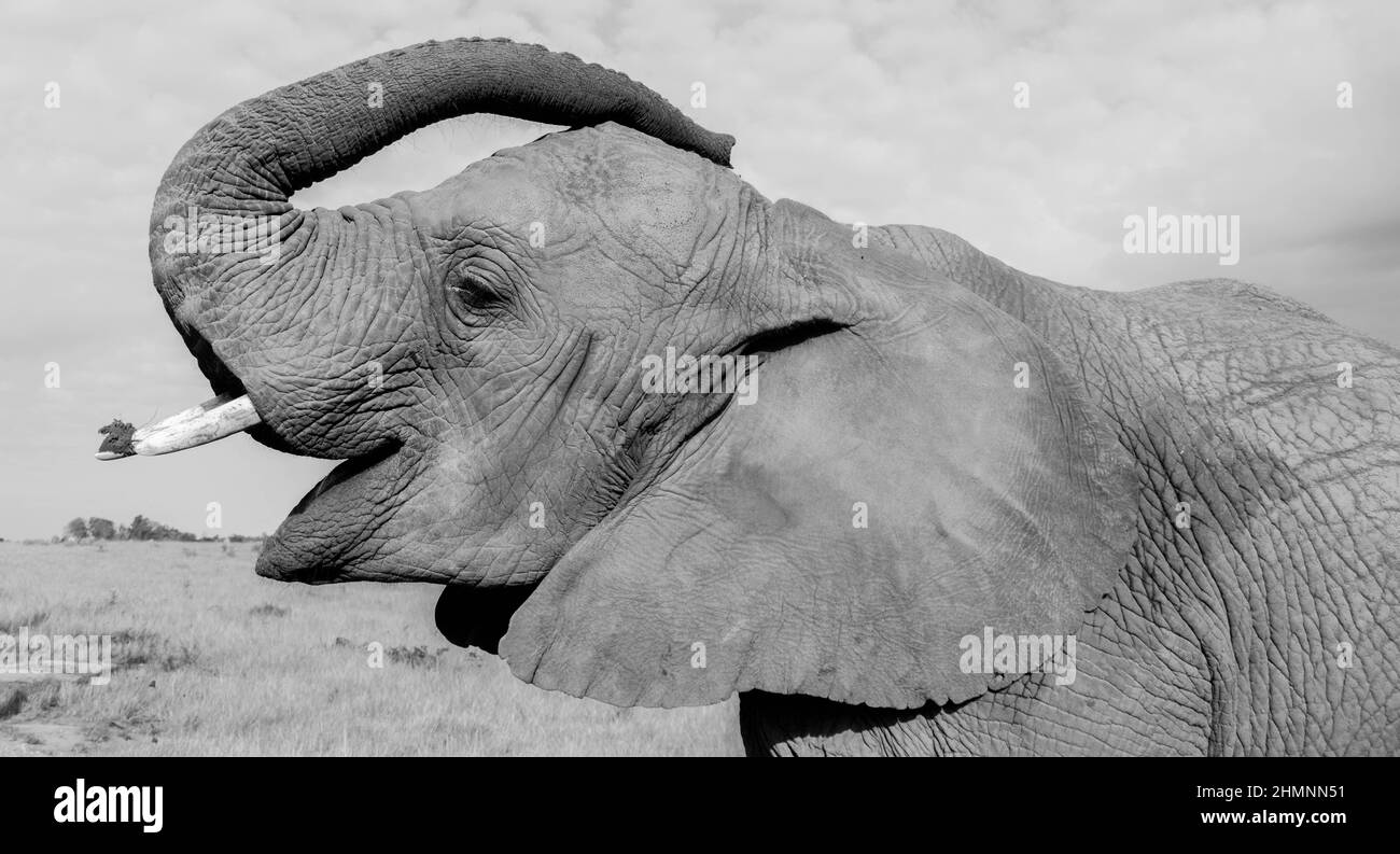 éléphant Banque D'Images