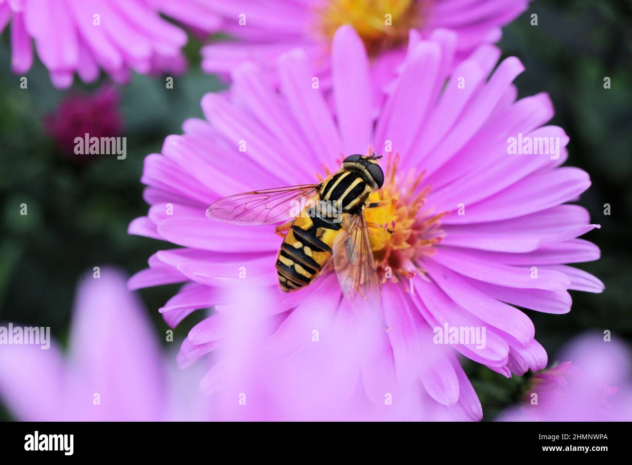 Helophilus pendulus, footballeur survole une fleur d'aster Banque D'Images