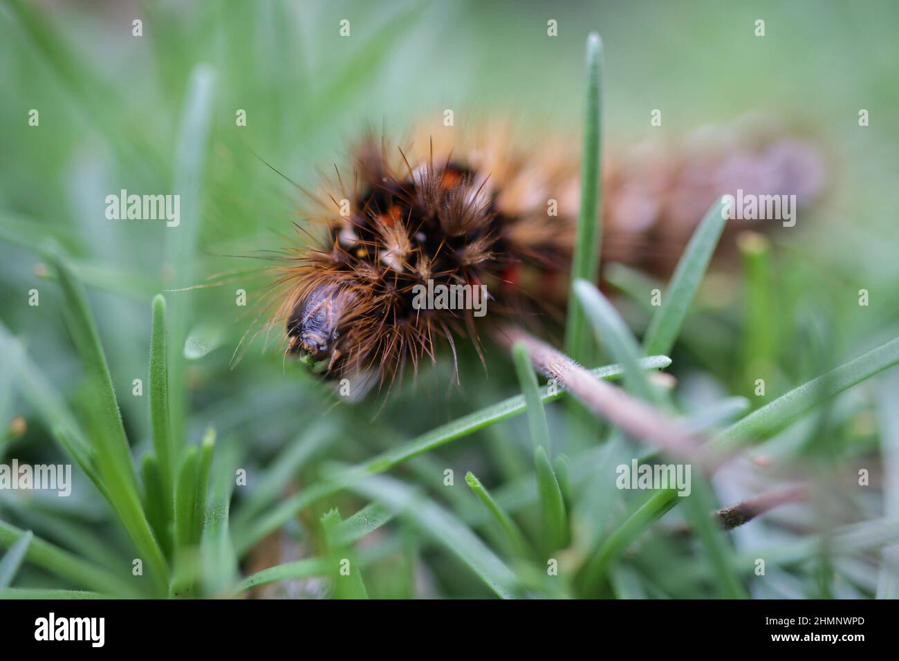 Nouez la chenille de l'herbe sur le thrift marin Banque D'Images
