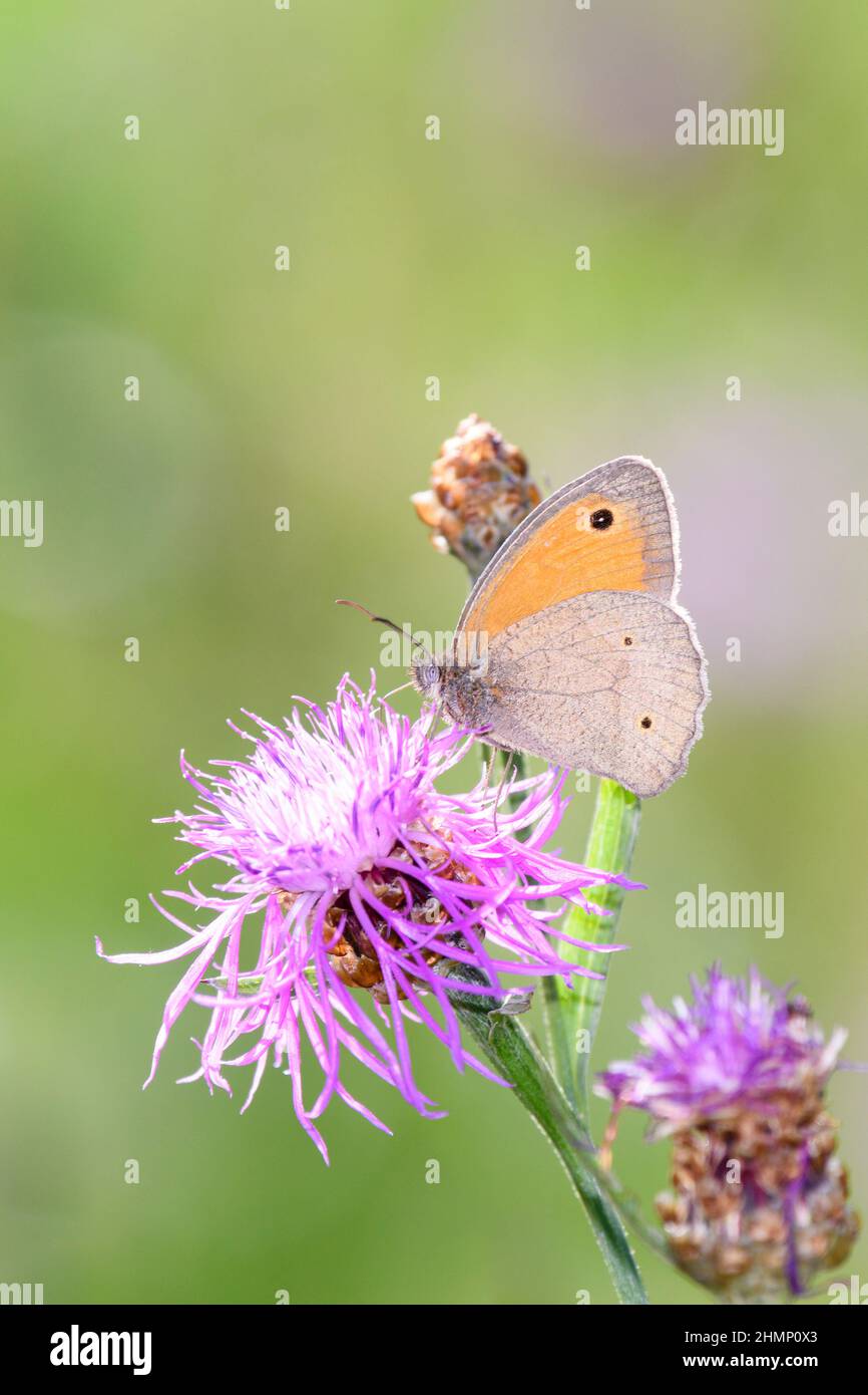 Meadow Brown Butterfly- Maniola jurtina suce le nectar avec son tronc de la fleur de la brown Knapweed - Centaurea jacea Banque D'Images