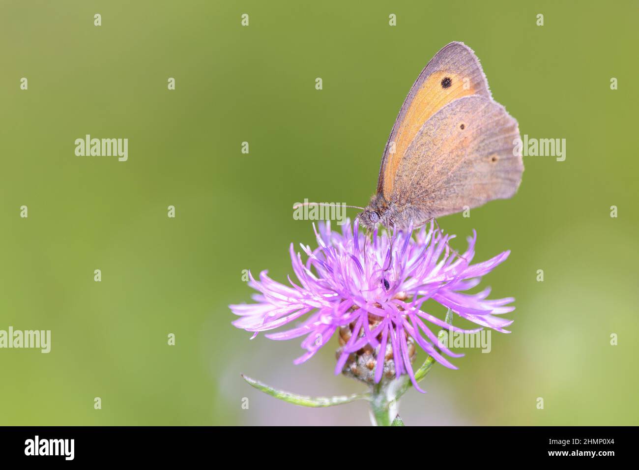 Meadow Brown Butterfly- Maniola jurtina suce le nectar avec son tronc de la fleur de la brown Knapweed - Centaurea jacea Banque D'Images