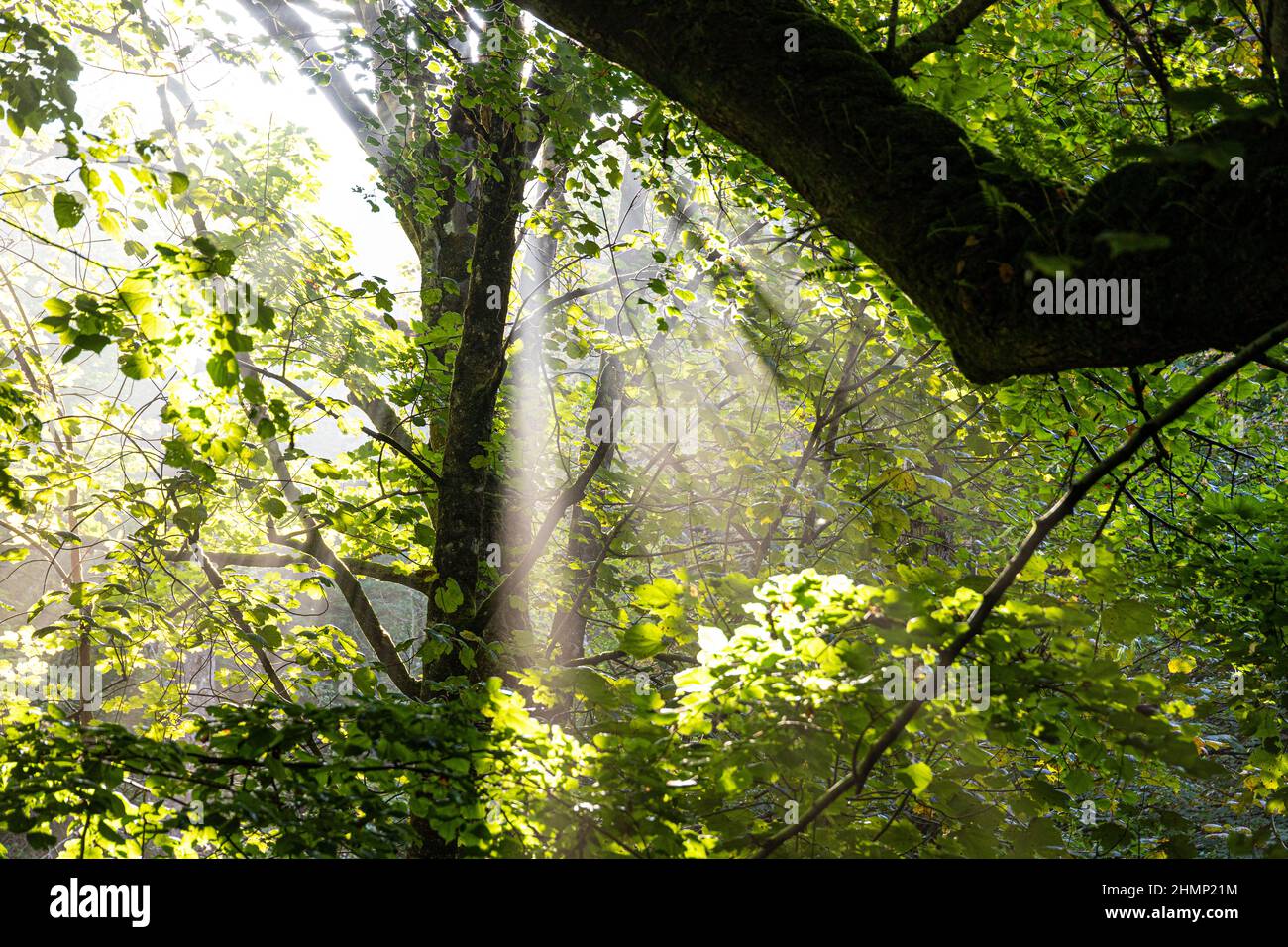 Un puits de lumière du soleil qui brille à travers les arbres à Saddell sur la péninsule de Kintyre, Argyll & Bute, Écosse, Royaume-Uni Banque D'Images