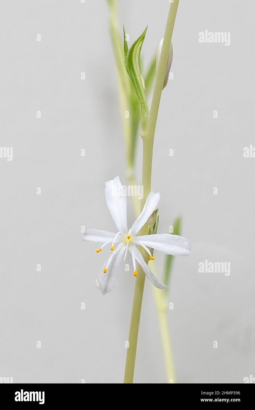 Fleur en gros plan d'araignée (Chlorophytum comosum) Banque D'Images