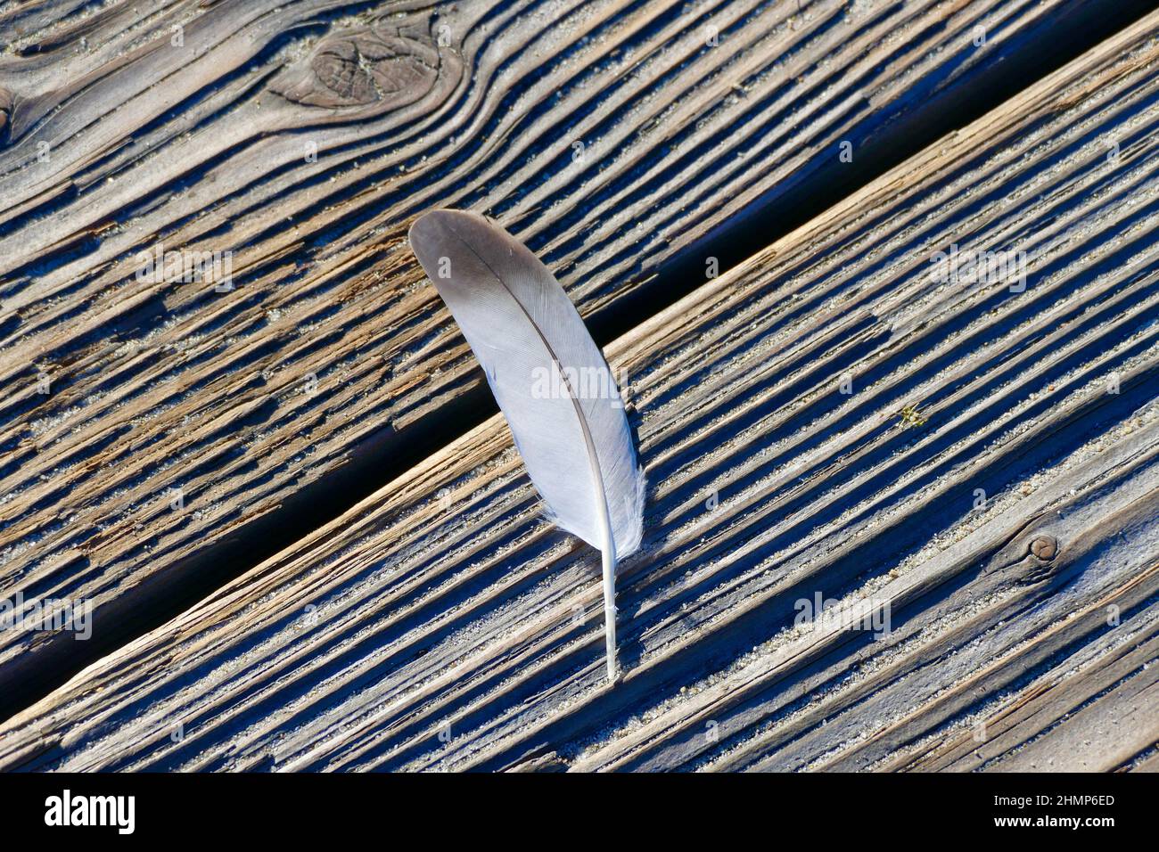 plumes d'oiseau sur des planches de bois usées de la promenade Banque D'Images
