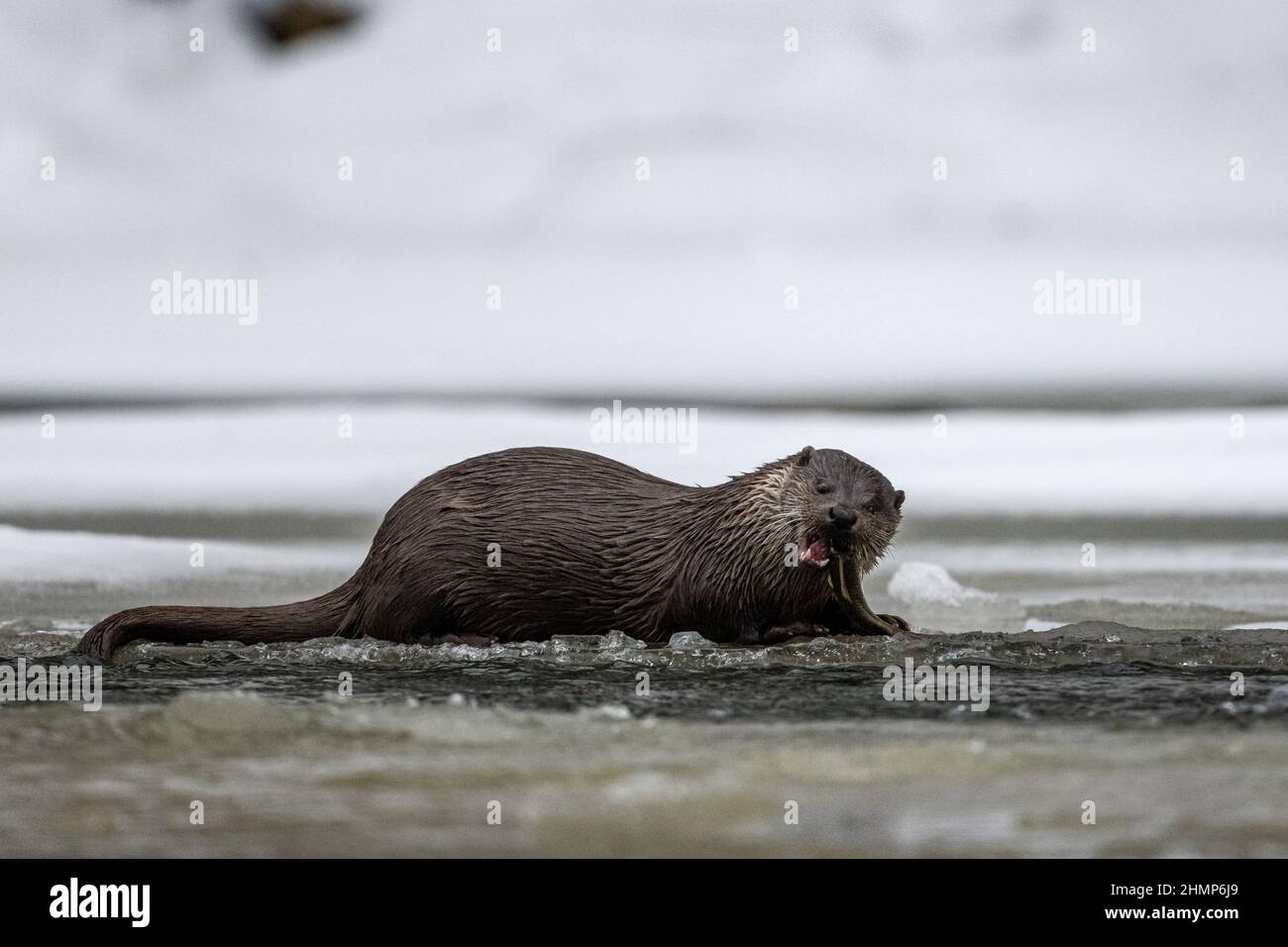 Otter eurasien manger poisson pêché dans la rivière en hiver. Montagnes de Bieszczady, Carpates, Pologne. Banque D'Images