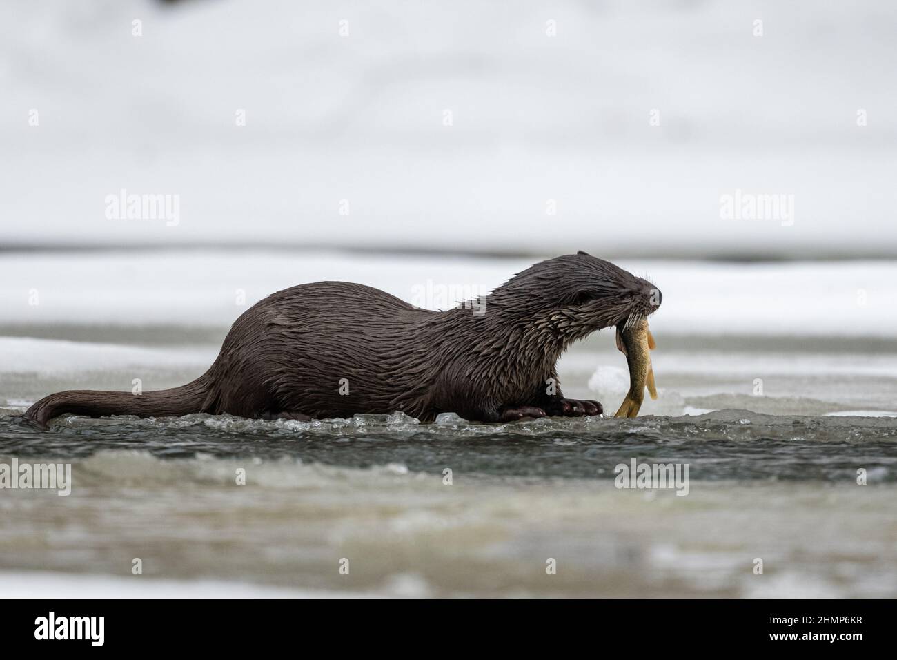 Otter eurasien manger poisson pêché dans la rivière en hiver. Montagnes de Bieszczady, Carpates, Pologne. Banque D'Images