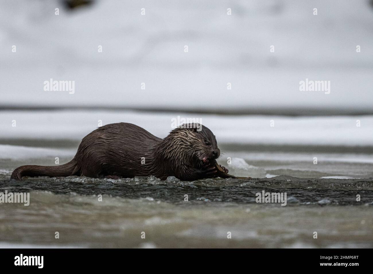 Otter eurasien manger poisson pêché dans la rivière en hiver. Montagnes de Bieszczady, Carpates, Pologne. Banque D'Images