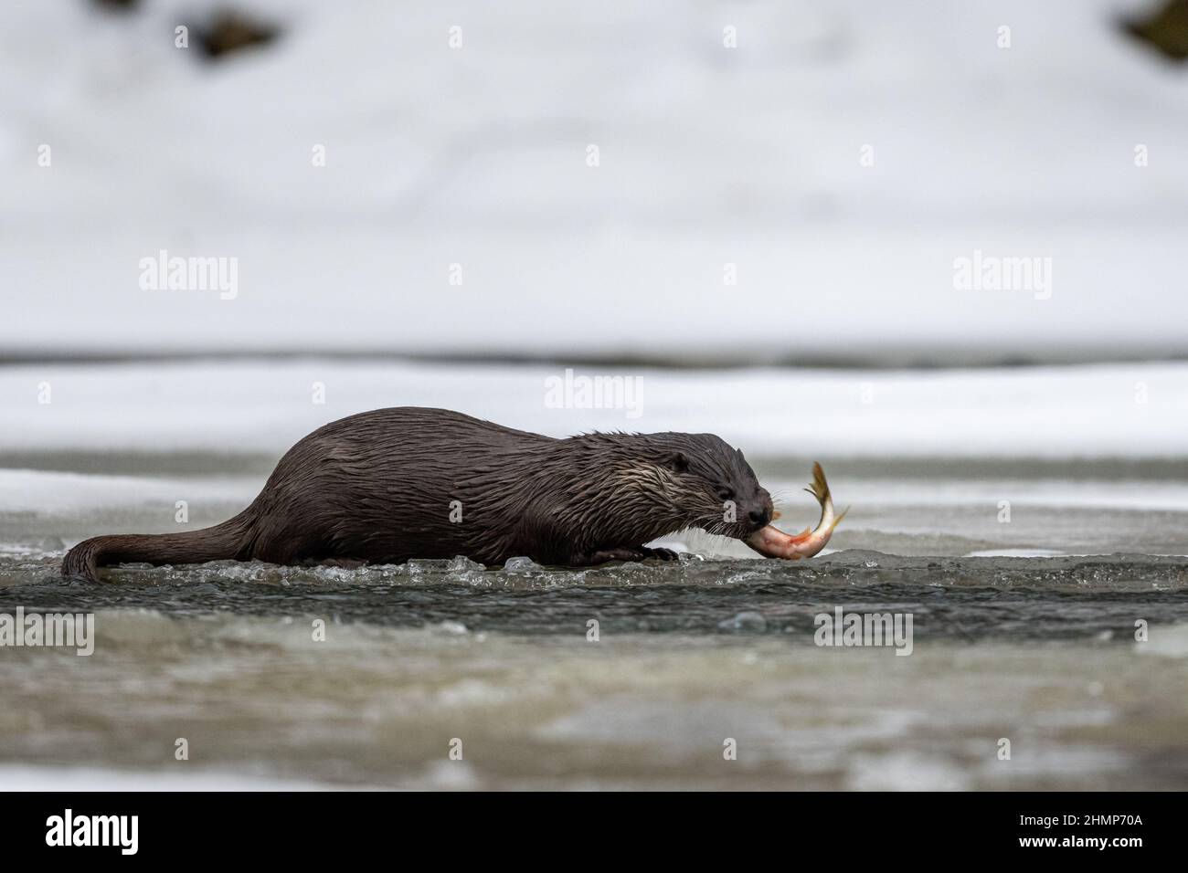 Otter eurasien manger poisson pêché dans la rivière en hiver. Montagnes de Bieszczady, Carpates, Pologne. Banque D'Images