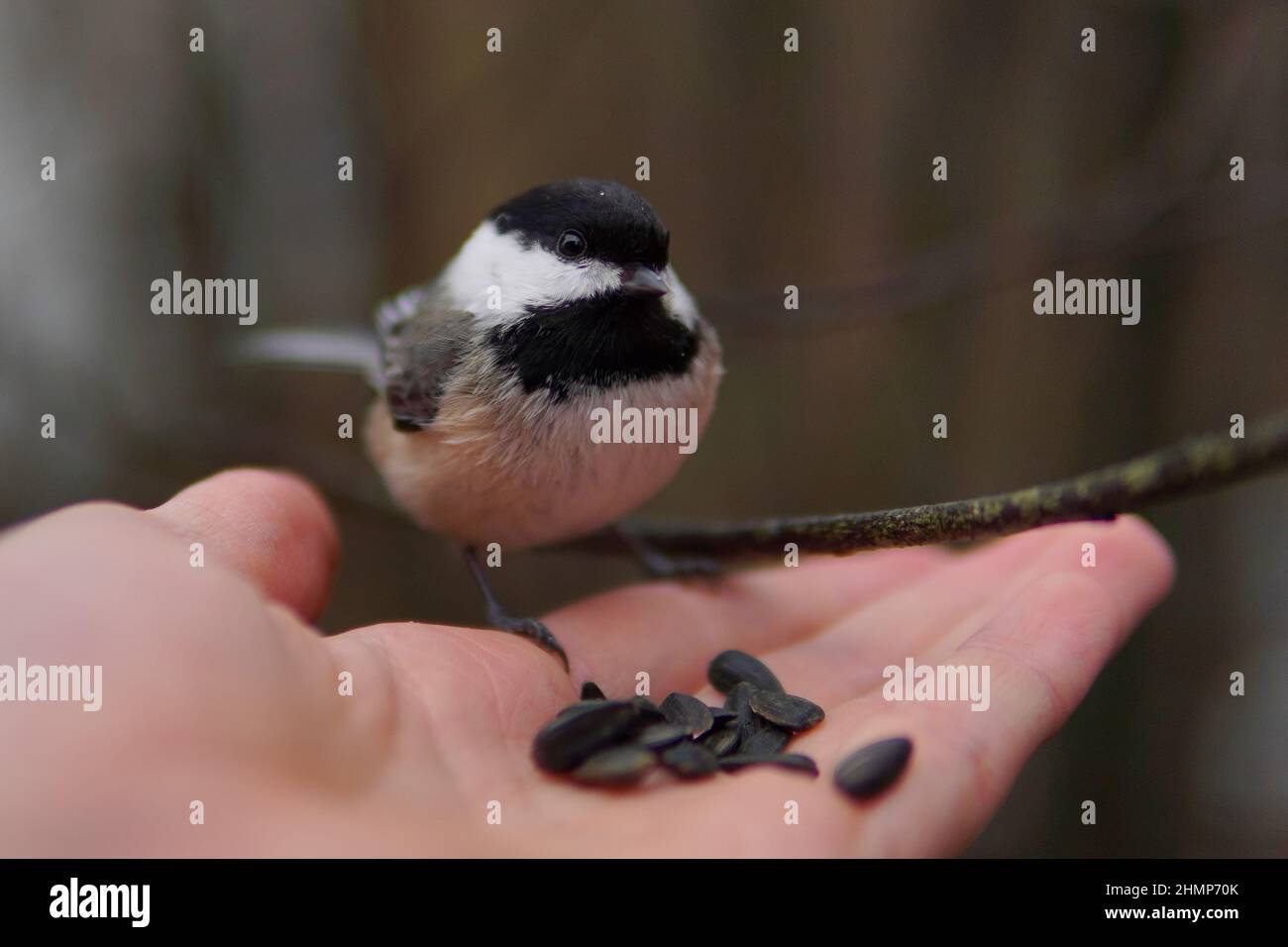 chiche à capuchon noir perchée à la main avec des graines de tournesol à huile noire Banque D'Images