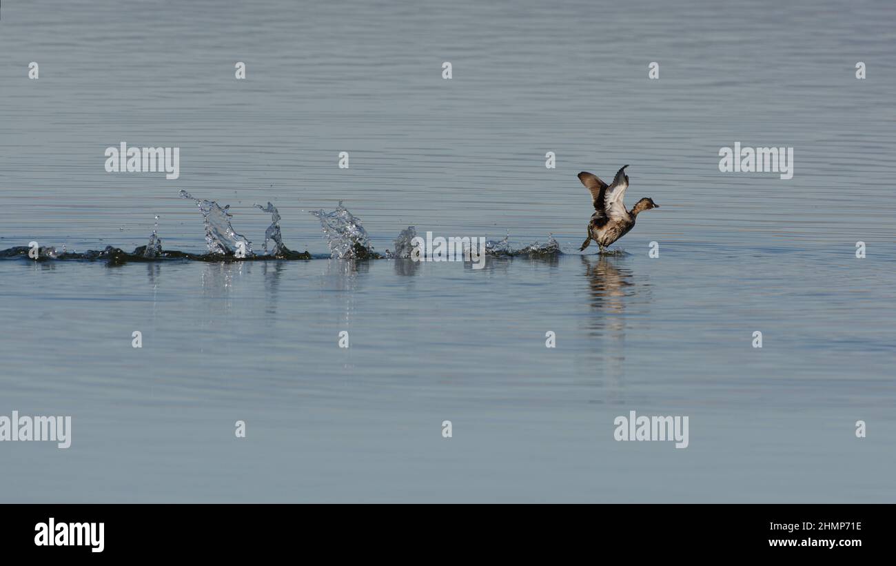 Petit Grebe (Tachybaptus ruficollis) qui coule sur l'eau Banque D'Images