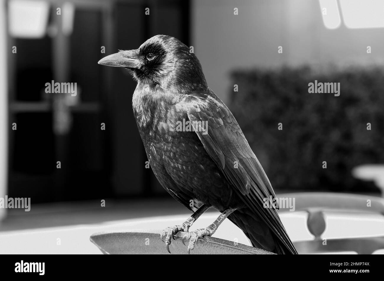 Noir et blanc gros plan du Nid-de-Corbeau sur la chaise arrière déjeuner avec moi Banque D'Images