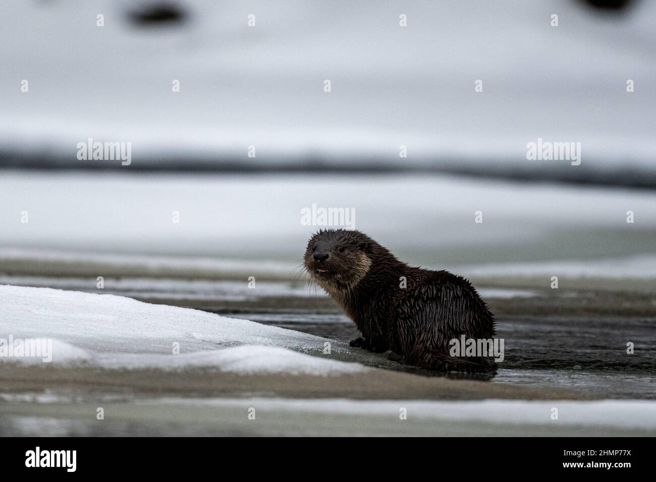 Otter eurasien (Lutra lutra) dans la rivière en hiver. Montagnes de Bieszczady, Carpates, Pologne. Banque D'Images