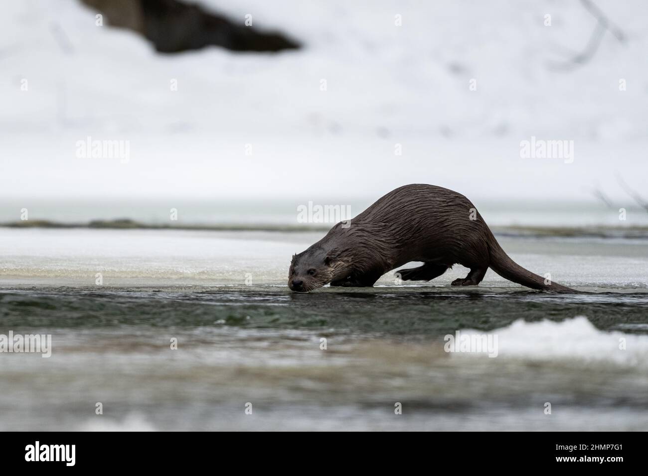 Otter eurasien (Lutra lutra) dans la rivière en hiver. Montagnes de Bieszczady, Carpates, Pologne. Banque D'Images
