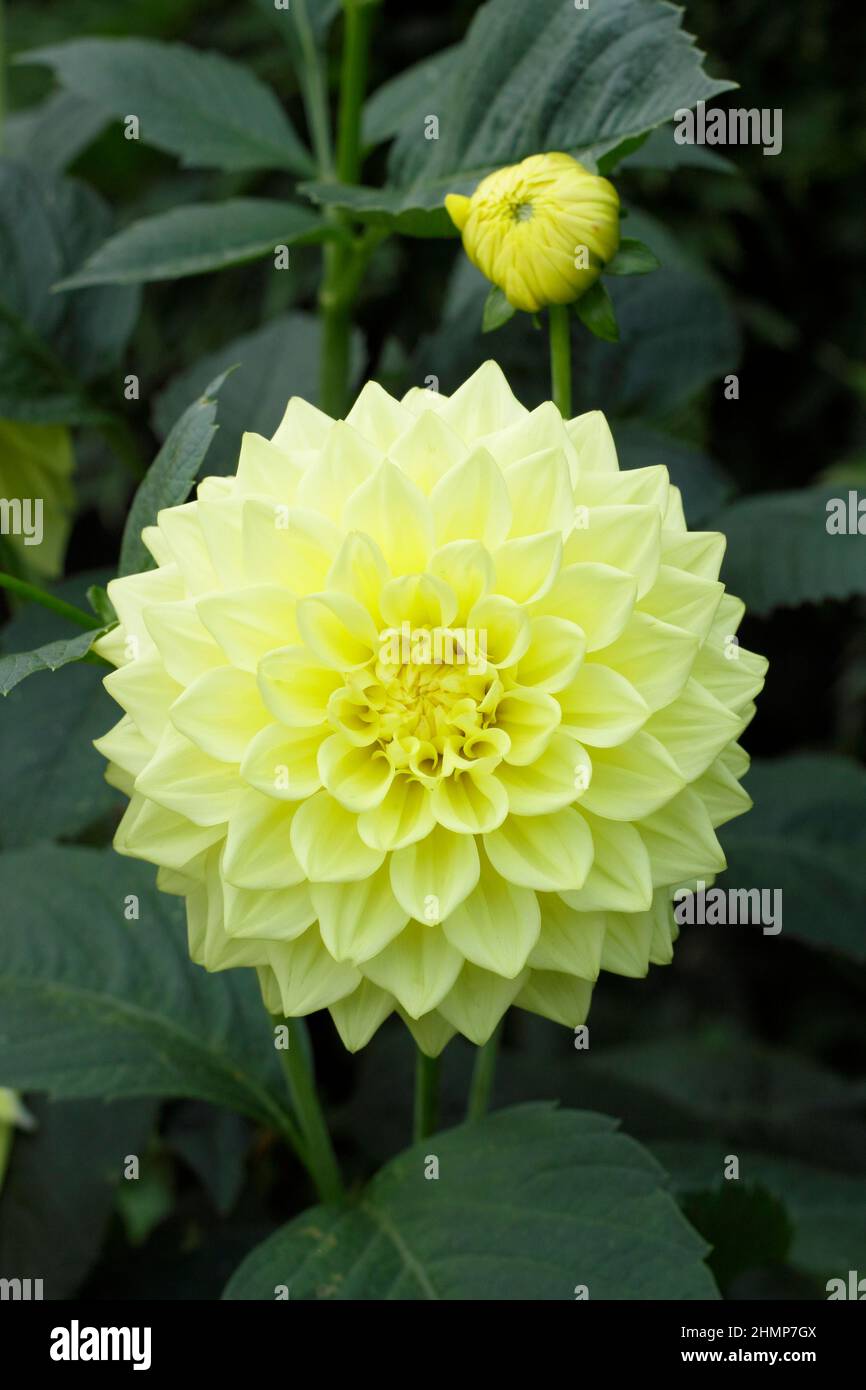 Dahlia 'Westerton Harry', dahlia décoratif moyen. ROYAUME-UNI Banque D'Images