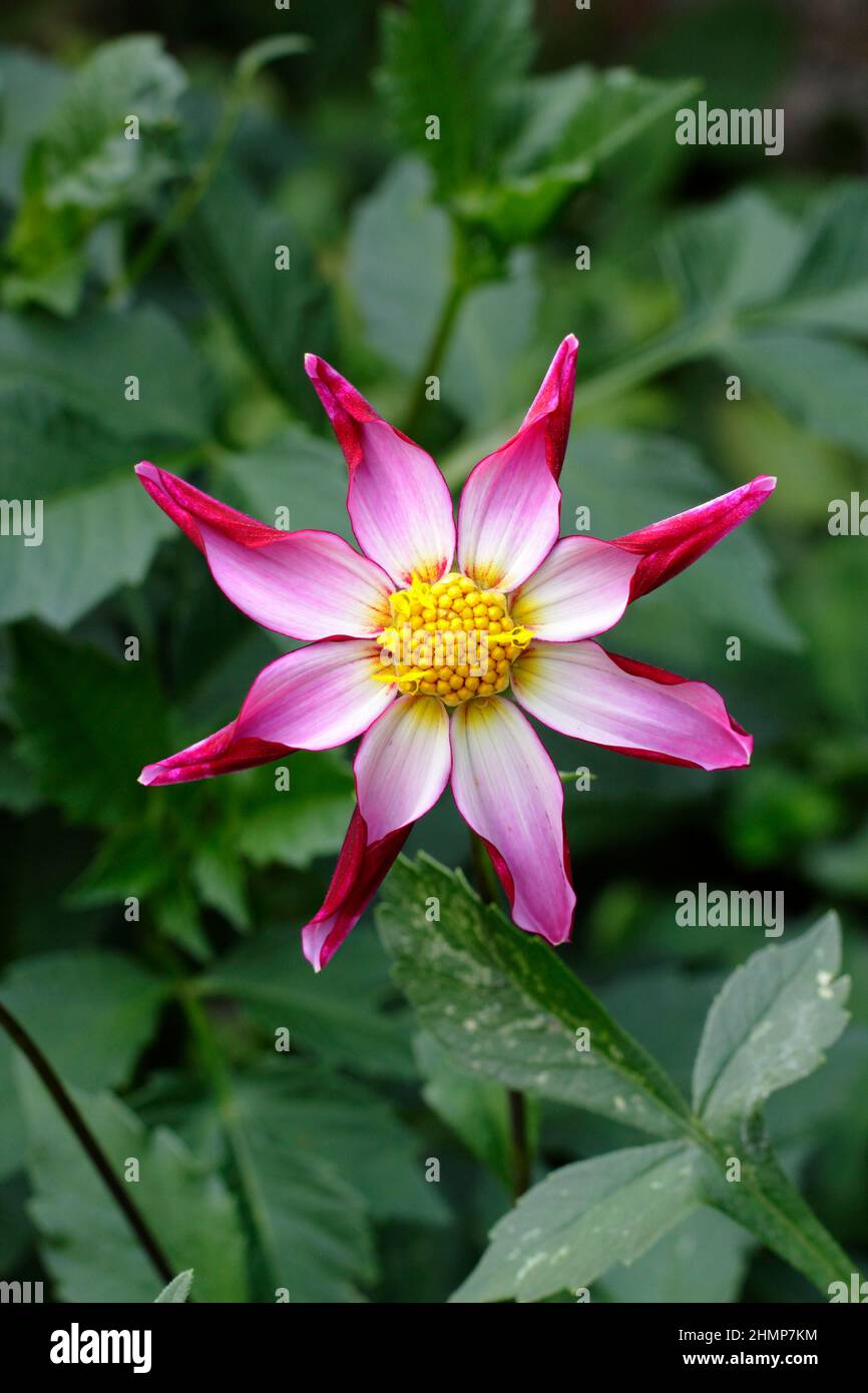 Dahlia 'idnight Star', fleur dahlia de variété d'étoiles à fleurs. ROYAUME-UNI Banque D'Images