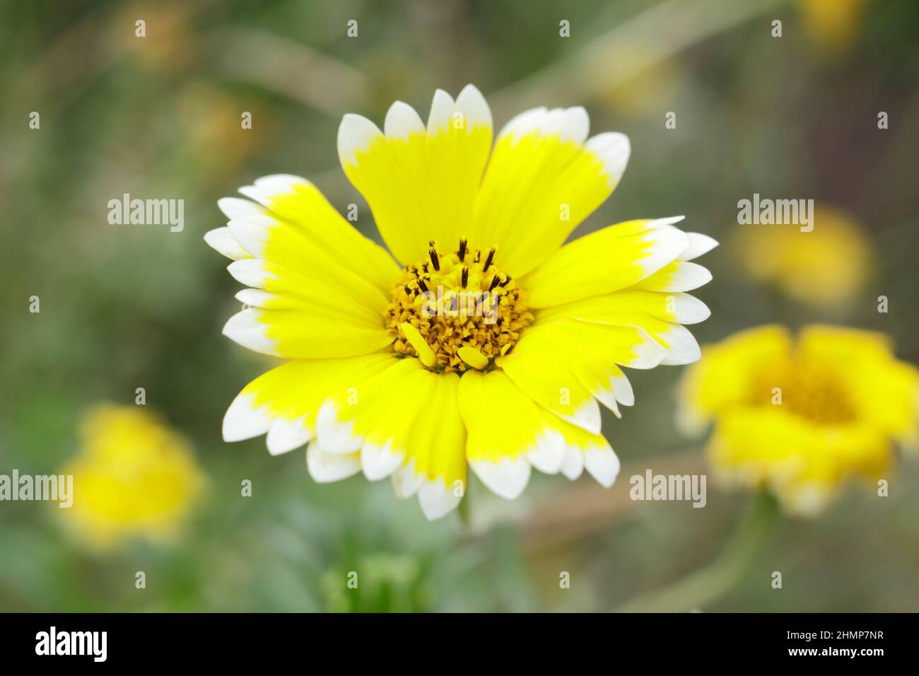 Fleur annuelle « Tidy Tips » de Layia elegans avec des bouts blancs distinctifs sur les fleurs jaunes. ROYAUME-UNI Banque D'Images
