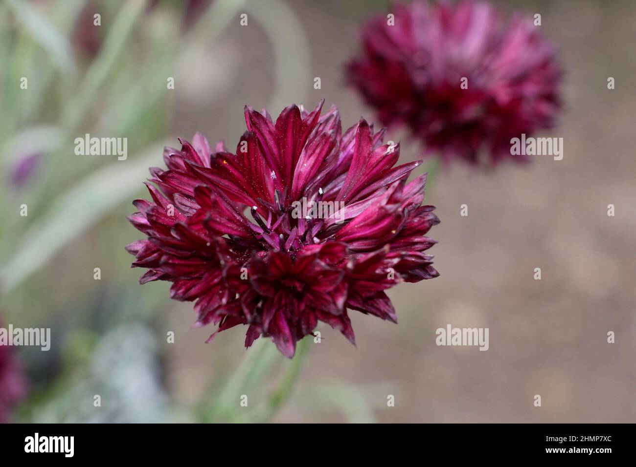 Centaurea cyanus 'Black ball', une fleur de maïs rouge profond et robuste annuelle avec deux fleurs fleuries à la fin de l'été. ROYAUME-UNI Banque D'Images