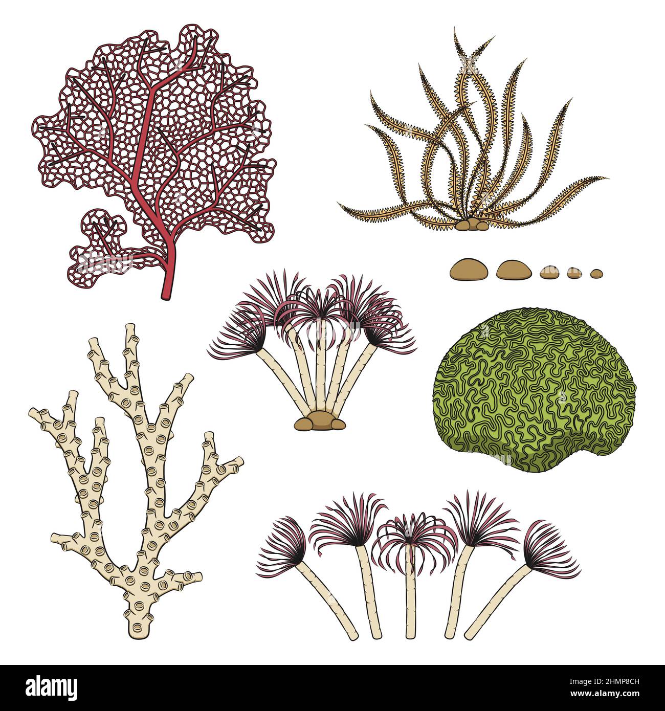Jeu d'illustrations en couleur avec coraux et algues. Objets vectoriels isolés sur fond blanc. Illustration de Vecteur