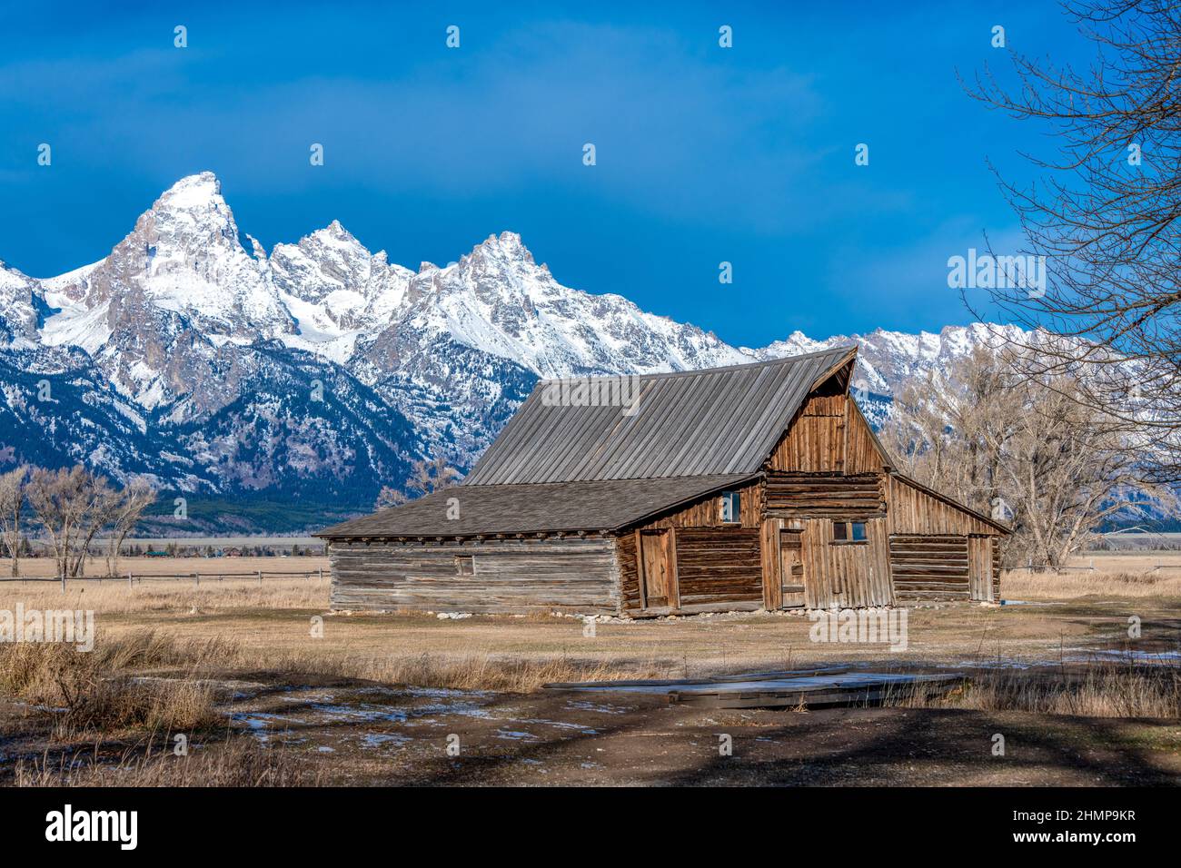 Faune animaux dans le parc national de Grand Teton, parc national de Yellowstone avec montagne et neige Banque D'Images