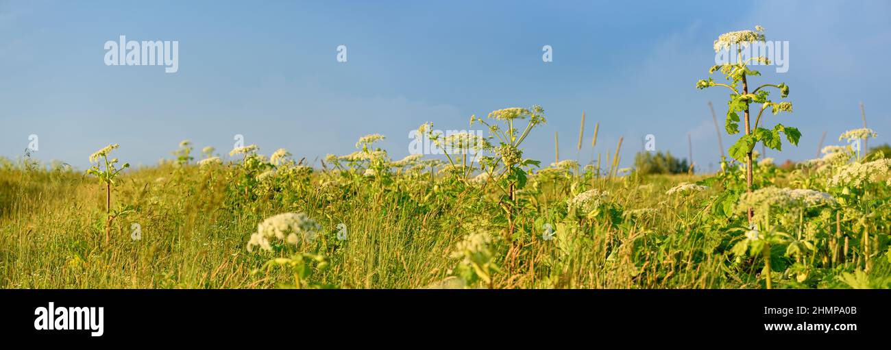 Plantes toxiques Hogweed géant dans le champ. Jus de cette plante dangereuse formant des brûlures et des cloques sur la peau humaine. Connu sous le nom de Heracleum ou Cow Parsnip Banque D'Images Plantes toxiques Hogweed géant dans le champ. Jus de cette plante dangereuse formant des brûlures et des cloques sur la peau humaine. Connu sous le nom de Heracleum ou Cow Parsnip Banque D'Images