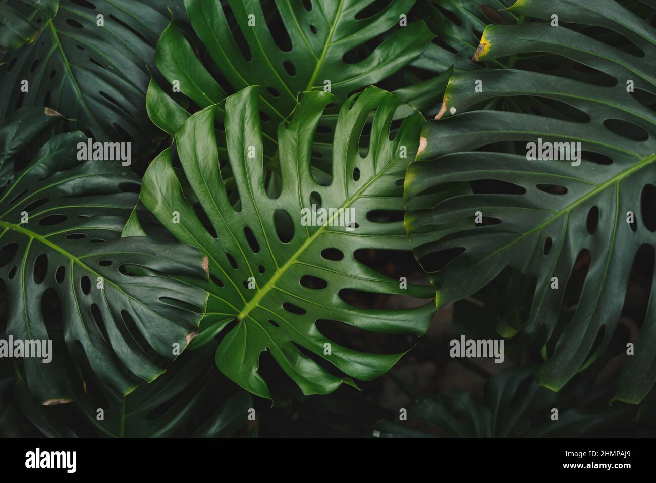 Texture de Philodendron ou de Monstera deliciosa. Grandes feuilles de monstère aux tons verts différents. Arrière-plan de feuilles tropicales sombres, nature, feuillage tropical Banque D'Images