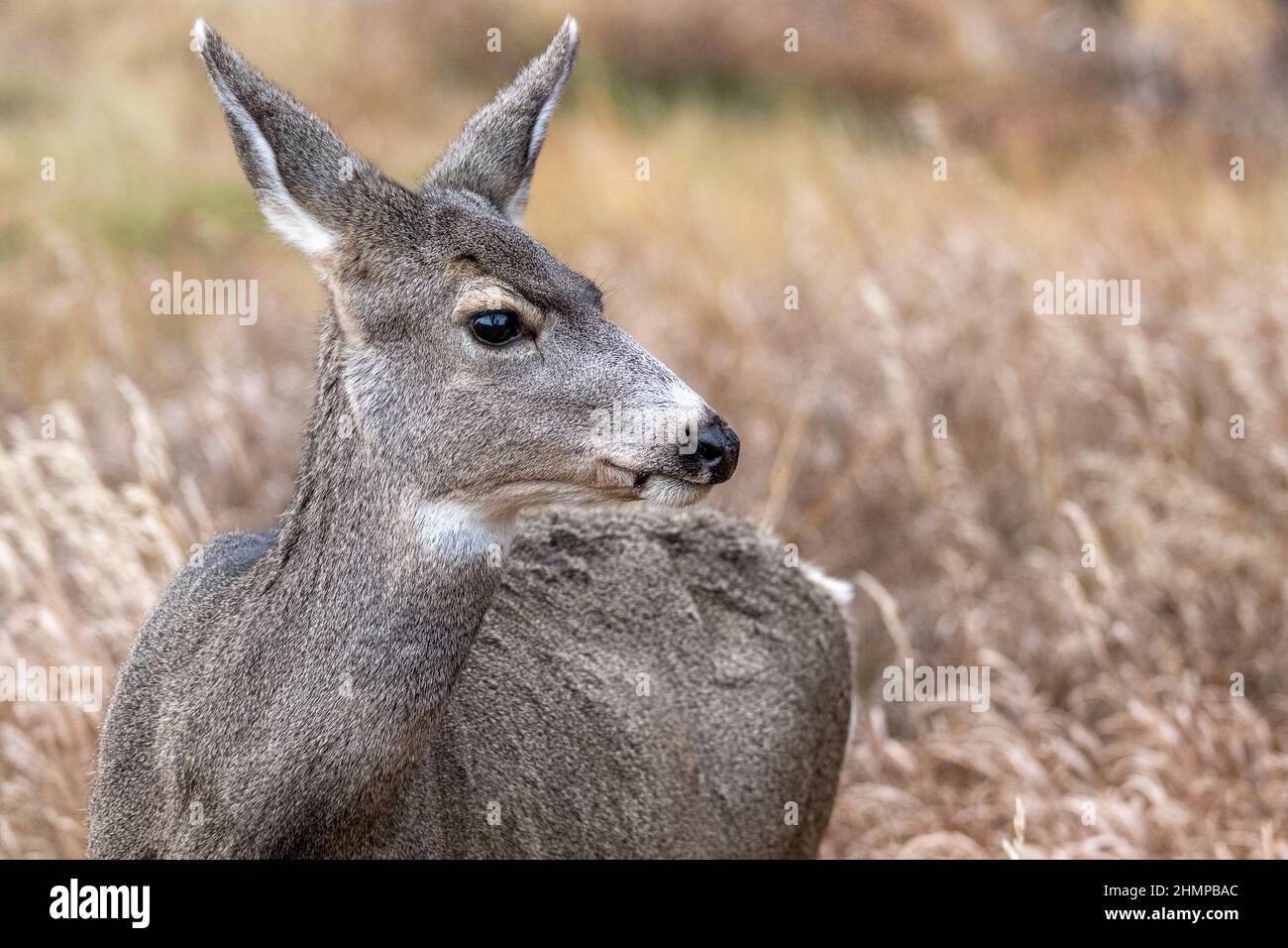 Faune animaux dans le parc national de Grand Teton, parc national de Yellowstone avec montagne et neige Banque D'Images