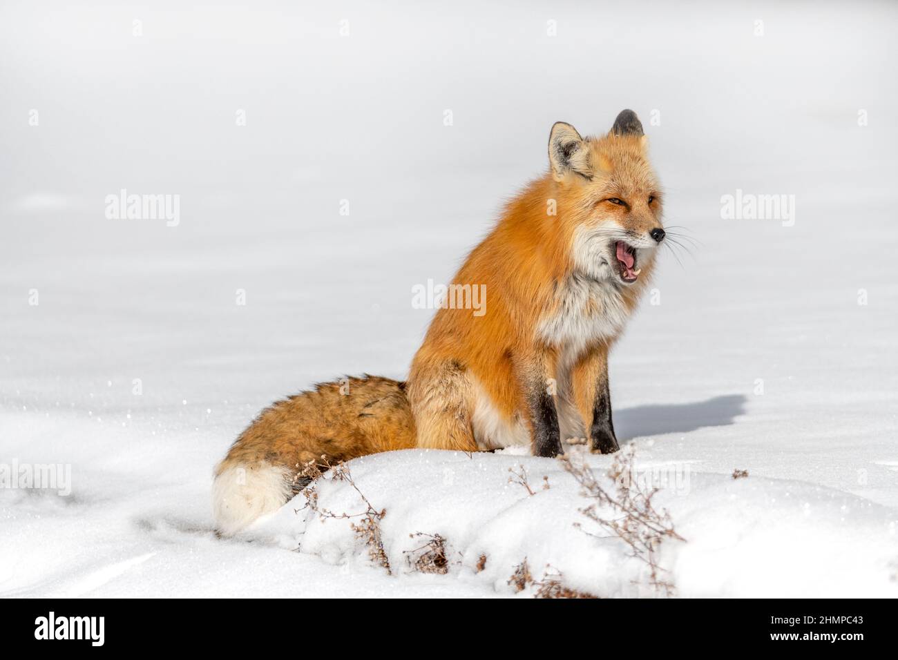 Faune animaux dans le parc national de Grand Teton, parc national de Yellowstone avec montagne et neige Banque D'Images