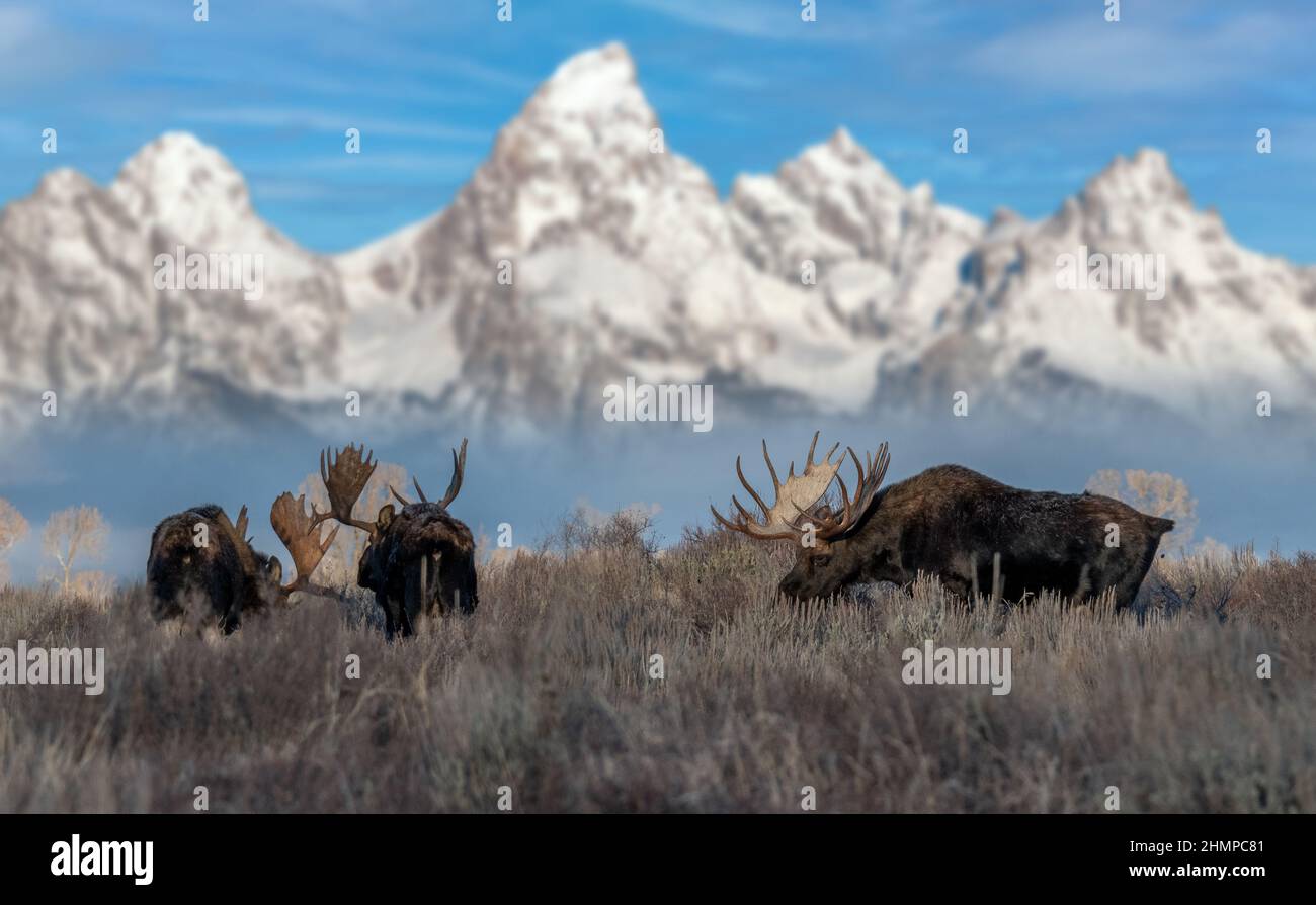 Faune animaux dans le parc national de Grand Teton, parc national de Yellowstone avec montagne et neige Banque D'Images