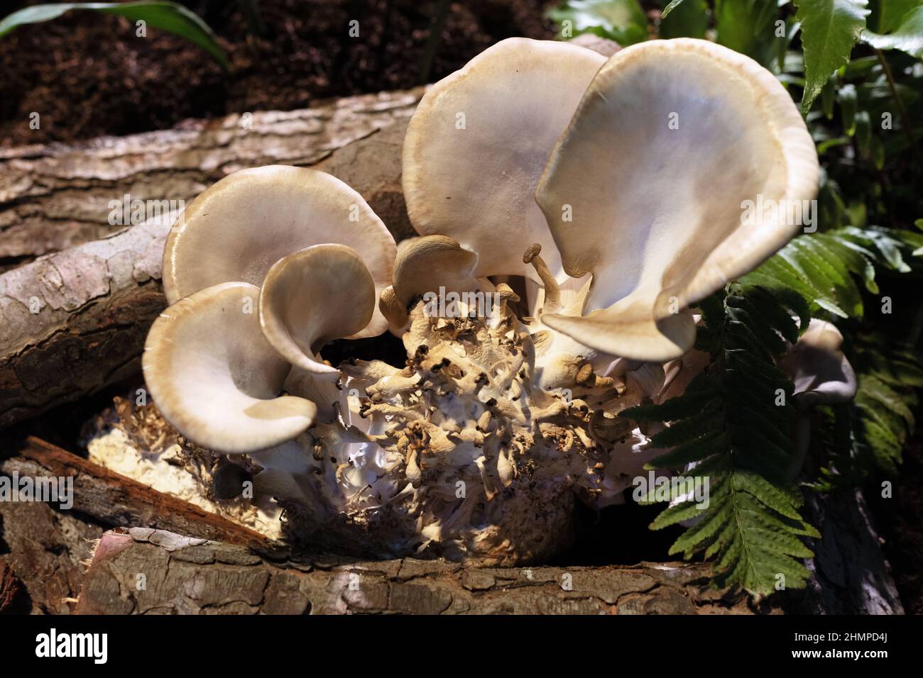 Pleurotus ostreatus - champignon huître bleu. Banque D'Images