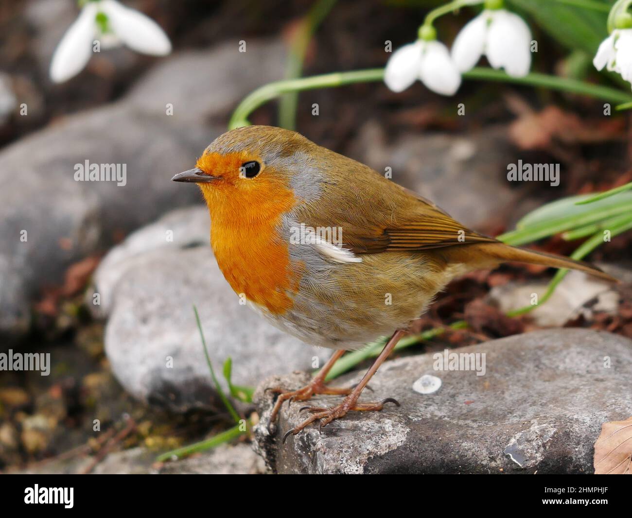 Un robin européen perché sur une pierre avec des gouttes de neige blanches en arrière-plan Banque D'Images