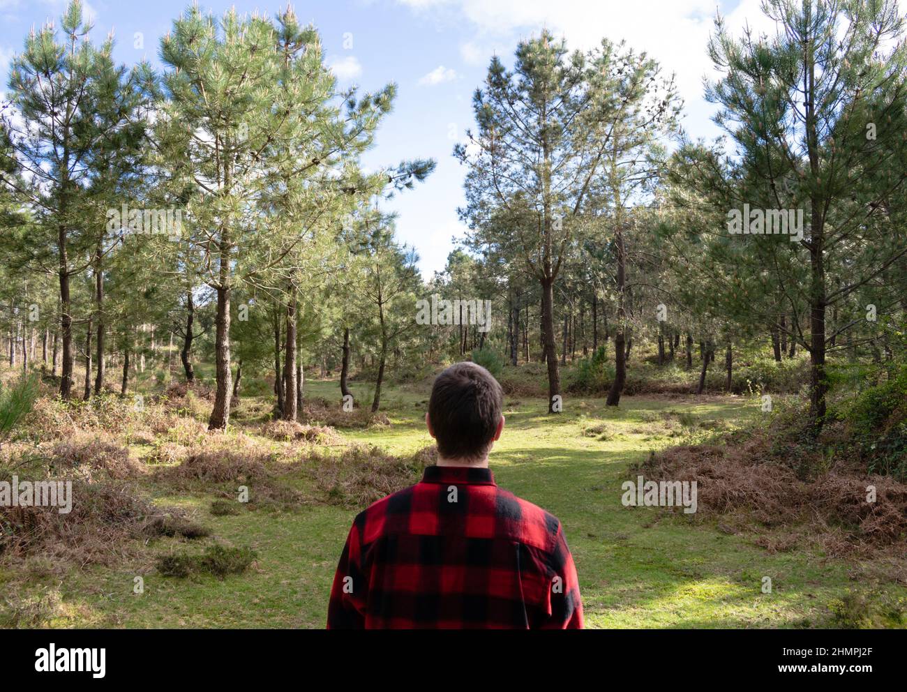 Vue arrière d'un homme dans une chemise de bûcherons debout dans la forêt, Espagne Banque D'Images