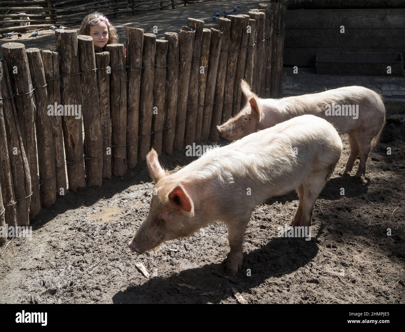 Fille regardant deux cochons dans un stylo animal, Italie Banque D'Images