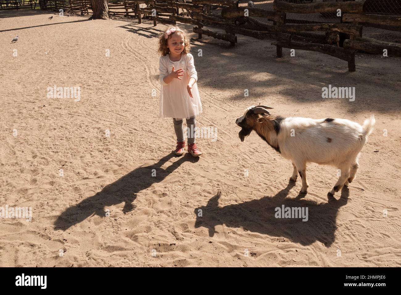 Fille debout dans un stylo animal avec une chèvre, Pologne Banque D'Images