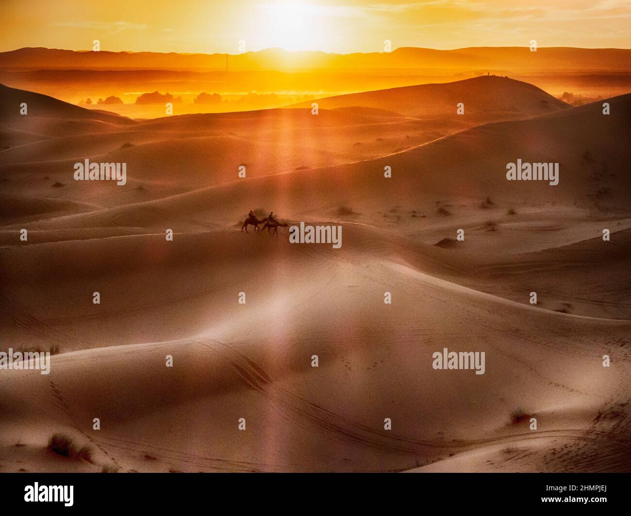 Silhouette d'un homme qui mène deux chameaux à travers le désert du Sahara au coucher du soleil, au Maroc Banque D'Images
