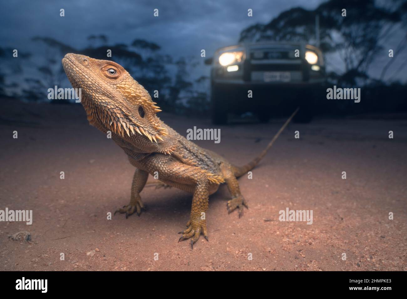 Dragon barbu sauvage (Pogona vitticeps) debout au milieu d'une route de terre au crépuscule avec véhicule en arrière-plan, Australie Banque D'Images