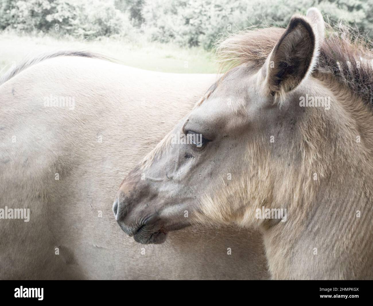 Gros plan d'un Konik colt polonais blanc, Pologne Banque D'Images