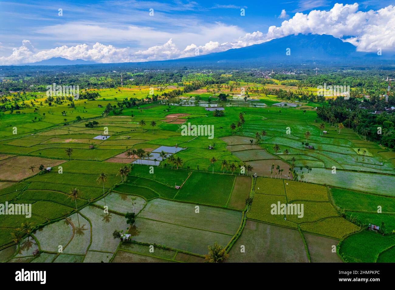 Vue aérienne des rizières tropicales, Lombok, Indonésie Banque D'Images