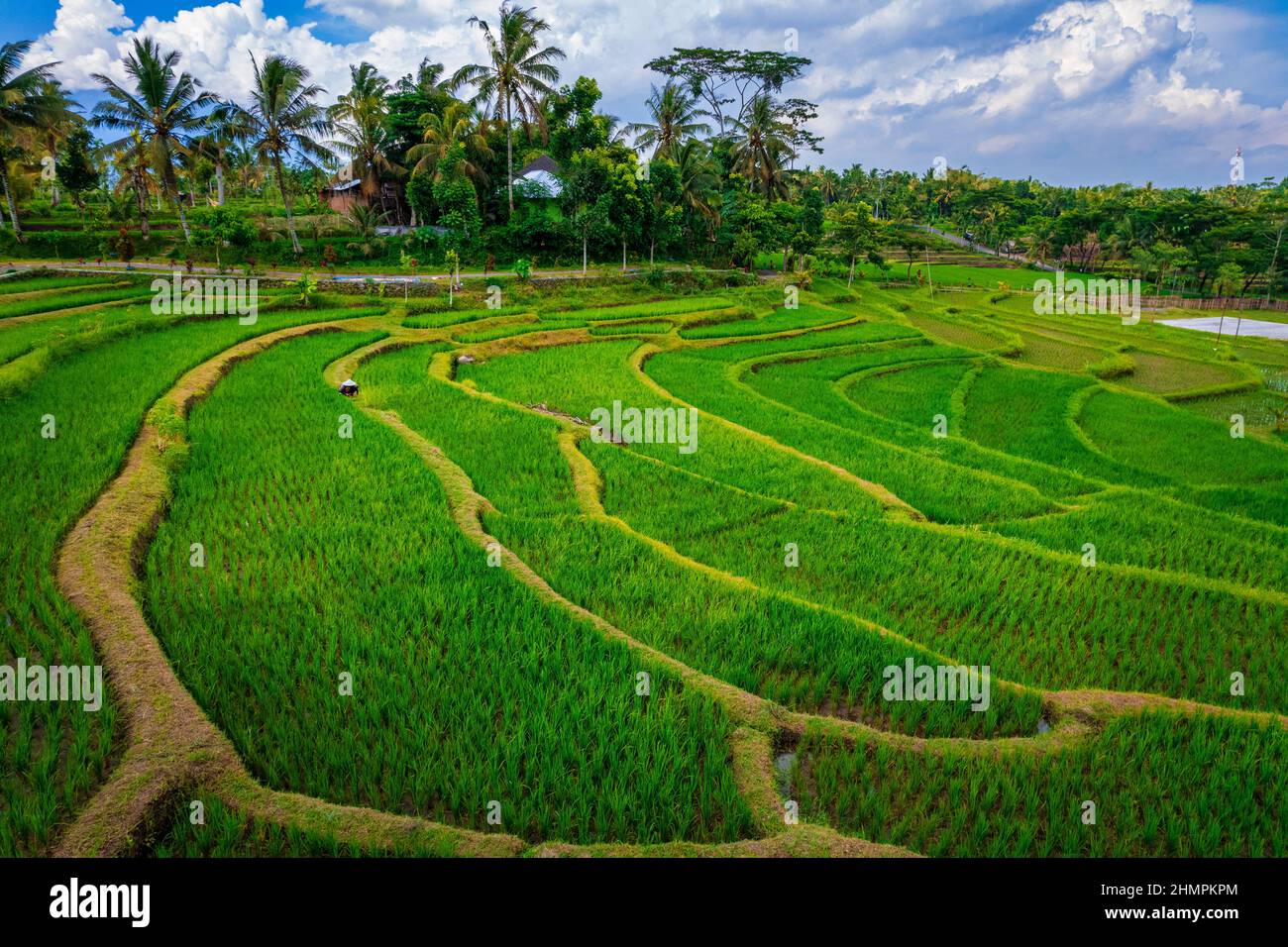 Agriculteur travaillant dans un champ de riz tropical, Lombok, Indonésie Banque D'Images