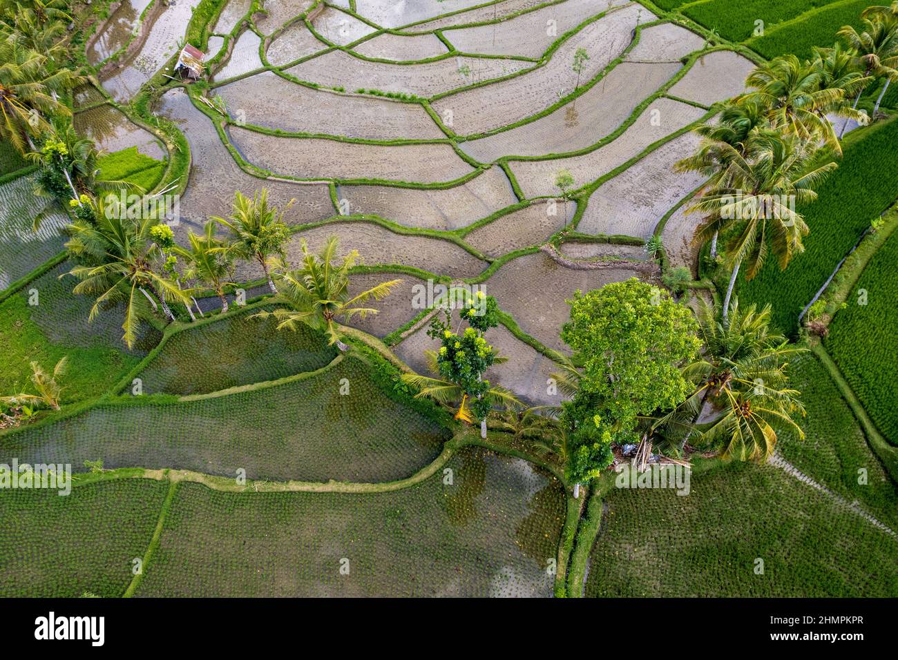 Vue aérienne des champs de riz tropicaux inondés, Lombok, Indonésie Banque D'Images