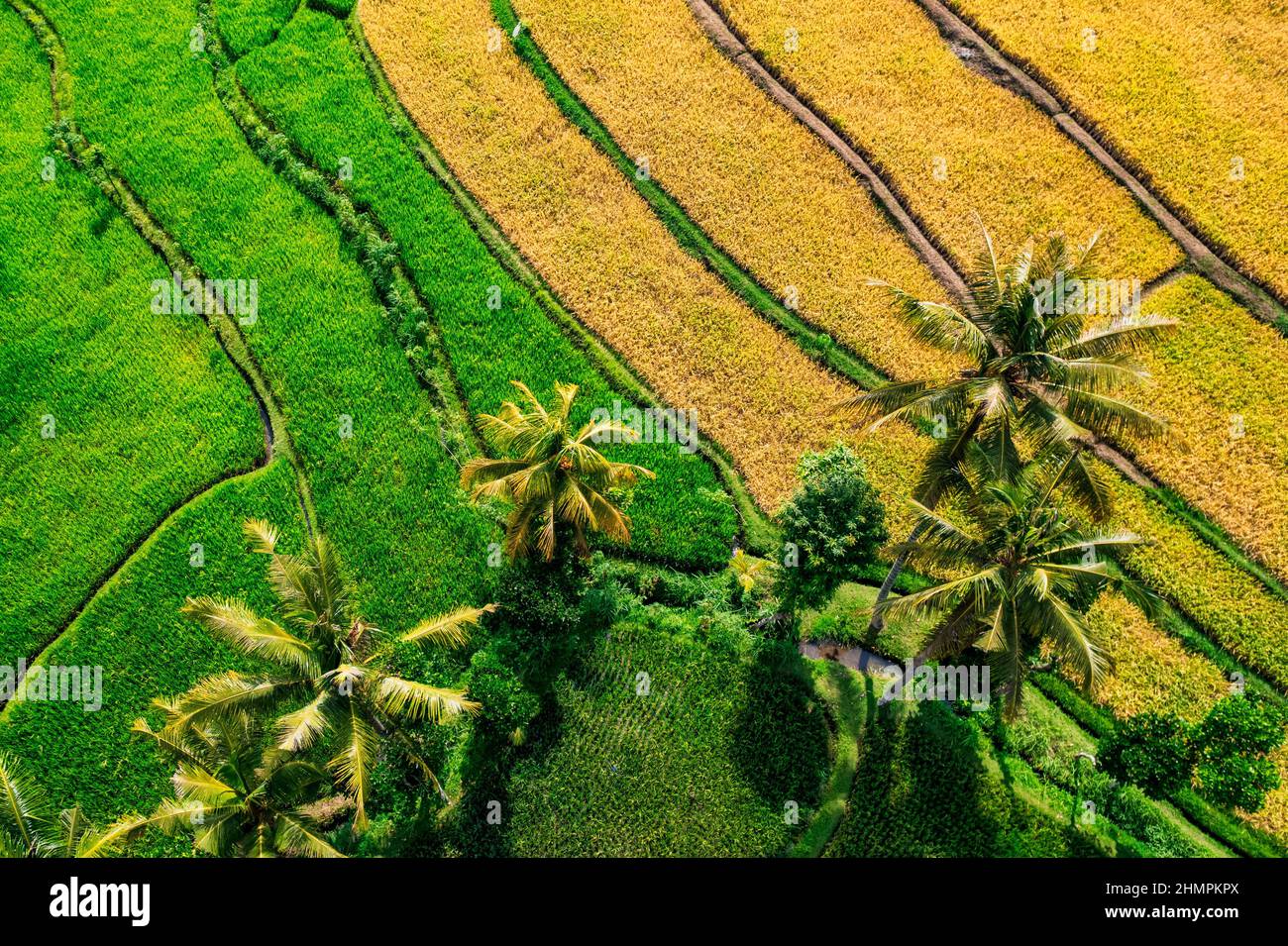 Vue aérienne des rizières tropicales, Lombok, Indonésie Banque D'Images