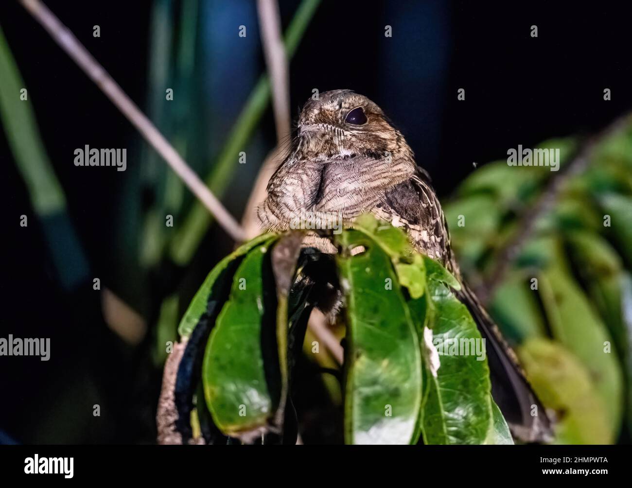 Une Pauraque commune (Nyctidromus albicollis) assise sur son roost de la haute lumière. San Blas, Nayarit, Mexique. Banque D'Images