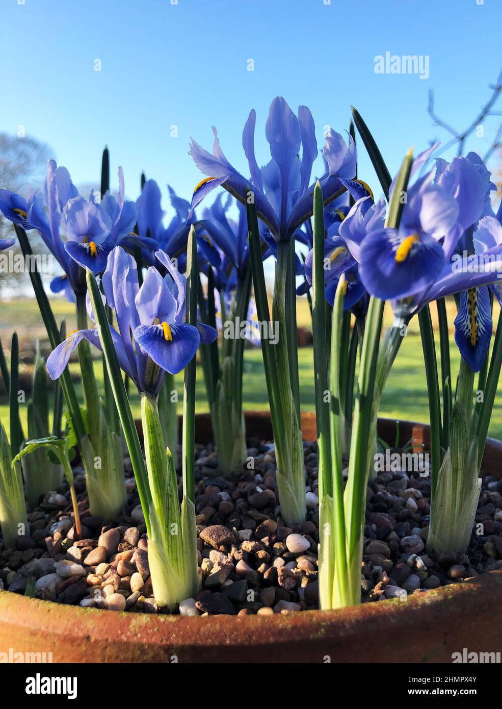 Iris reticulata 'Alida' Banque D'Images