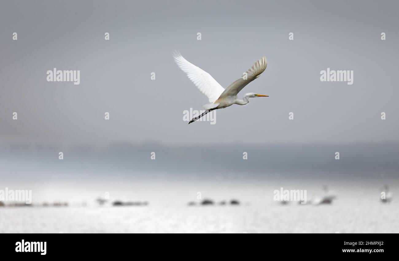 Un grand héron blanc survole la surface d'eau douce le long de la plage de Loissin, Greifswald, Allemagne. Arrière-plan flou Banque D'Images