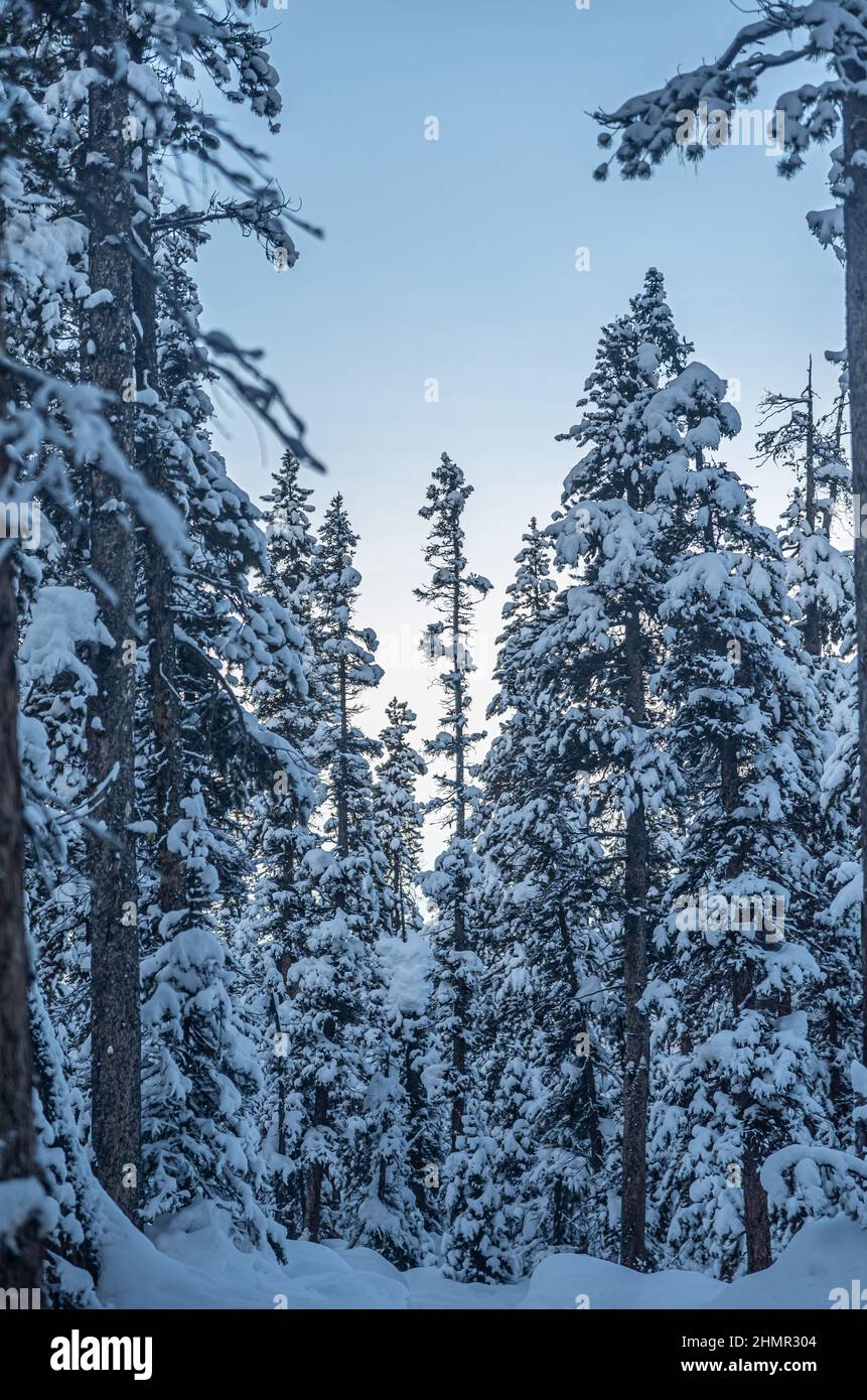 Forêt dans le parc national Banff en hiver, Alberta, Canada Banque D'Images