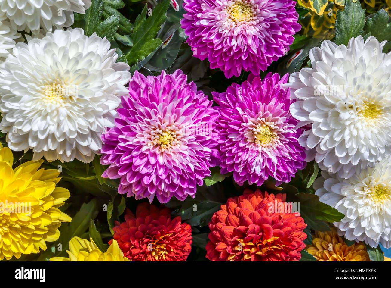 Fleurs de chrysanthème colorées en gros plan Banque D'Images